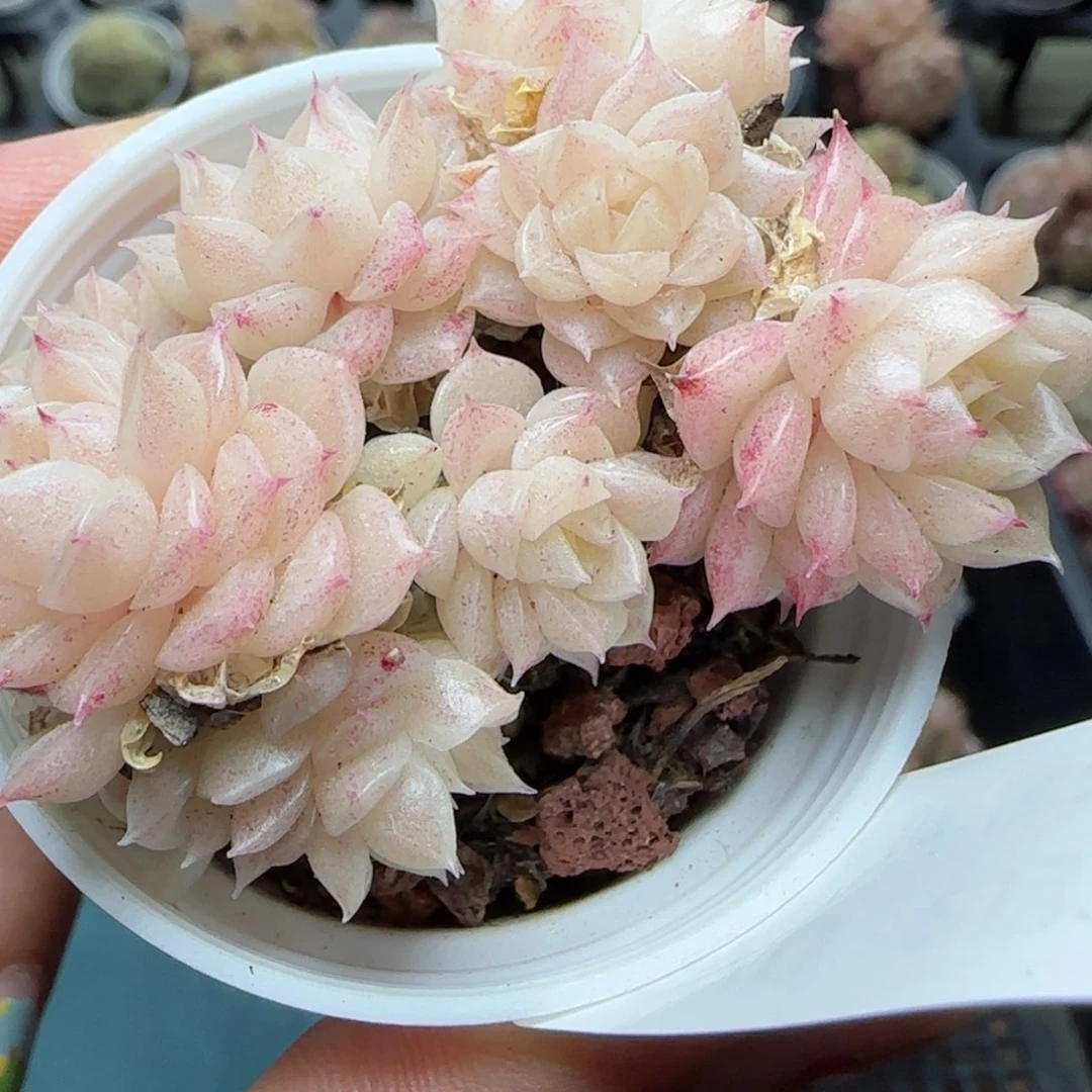 、**有花语逸境0222-670散