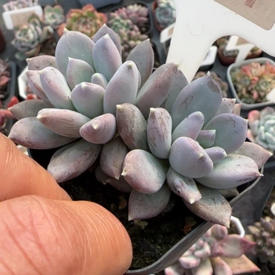 87哥特多肉植物多