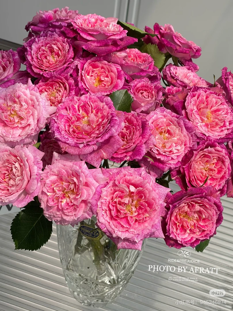 【醒目】奇异盛典 拍下三单及以上顺丰空运包邮10支装%20不售后