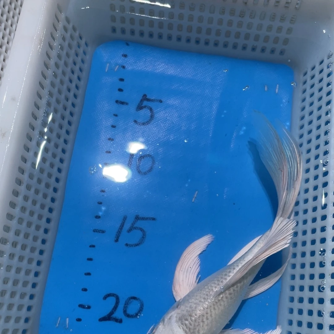 锦鲤蝴蝶鲤锦鲤包邮