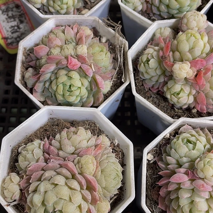 八角盆羊子球群带盆