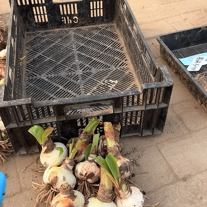 当前无花朵，栽培后可花朵深*北方