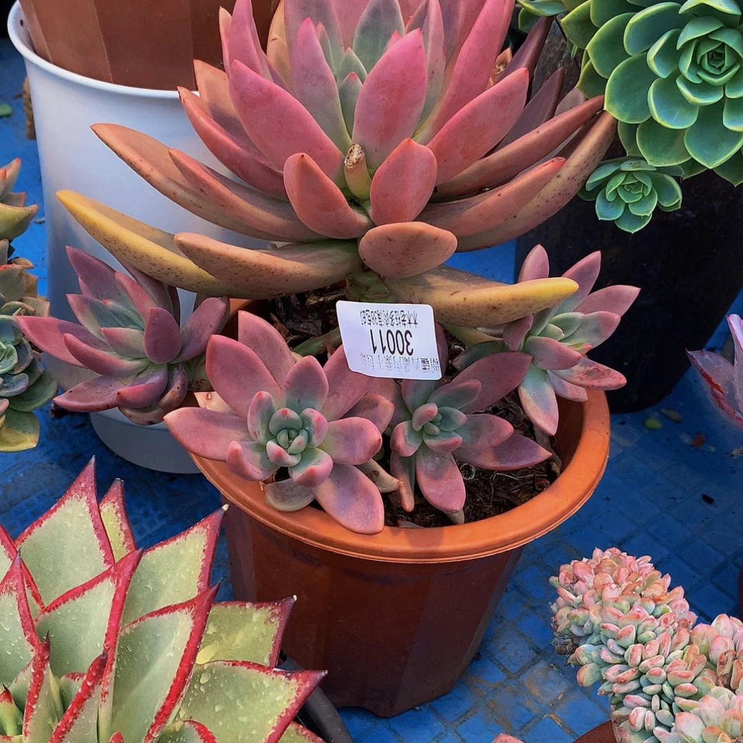 ****初   桃花源多肉30011