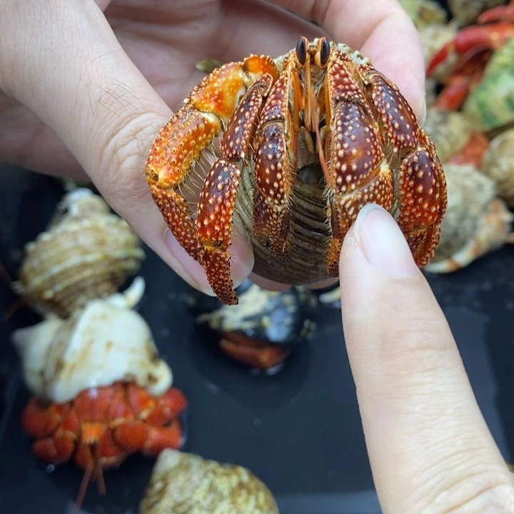 3.7口特价商品斐济草莓