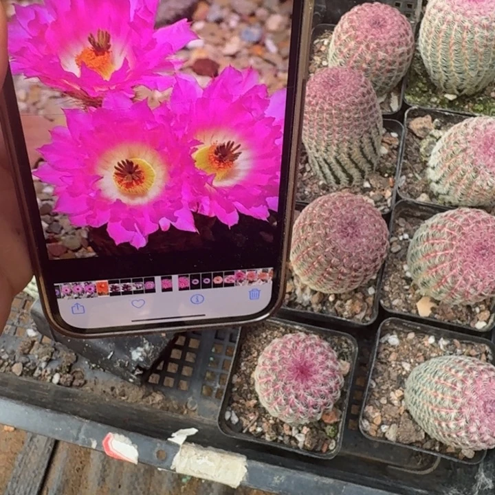 212红太阳根脱土发货3公分左右