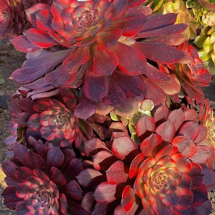 多肉烟花345多肉