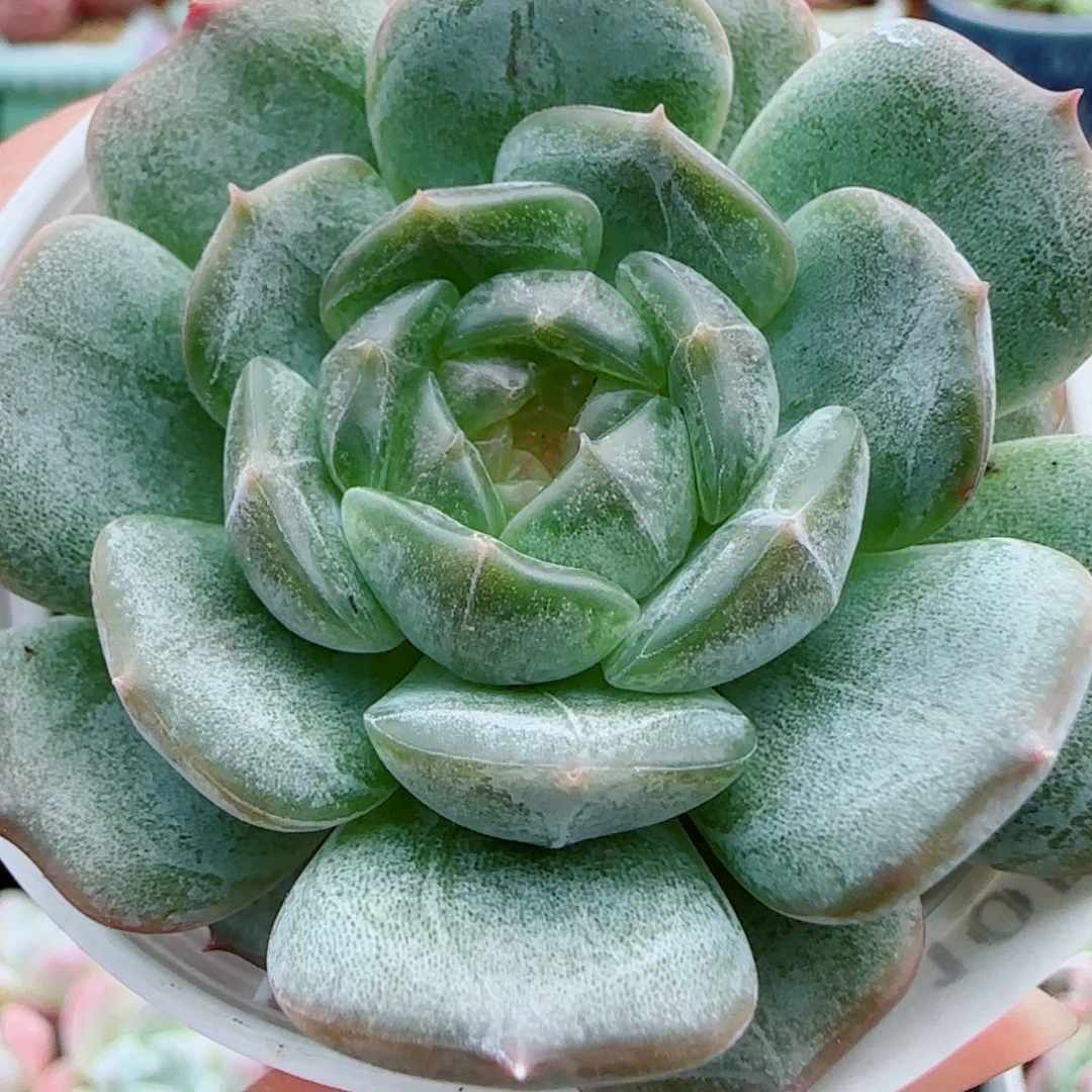 花语逸镜1002-119白恋