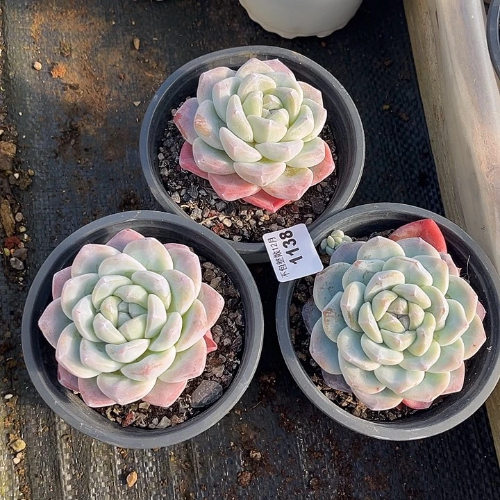 阿雅园艺。     1138冰玉三颗