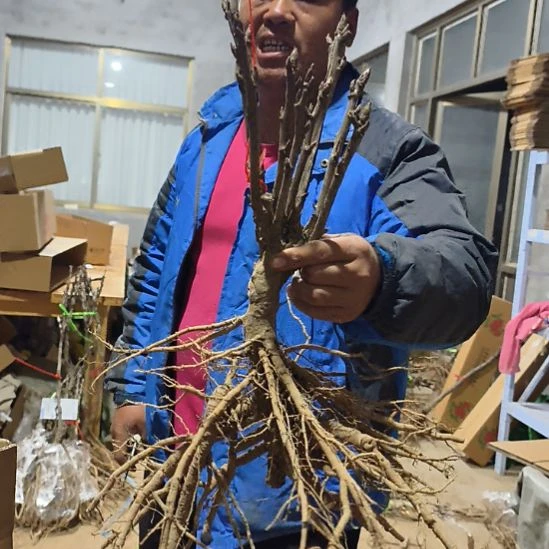 当前无花朵，栽培后可花朵岛锦37