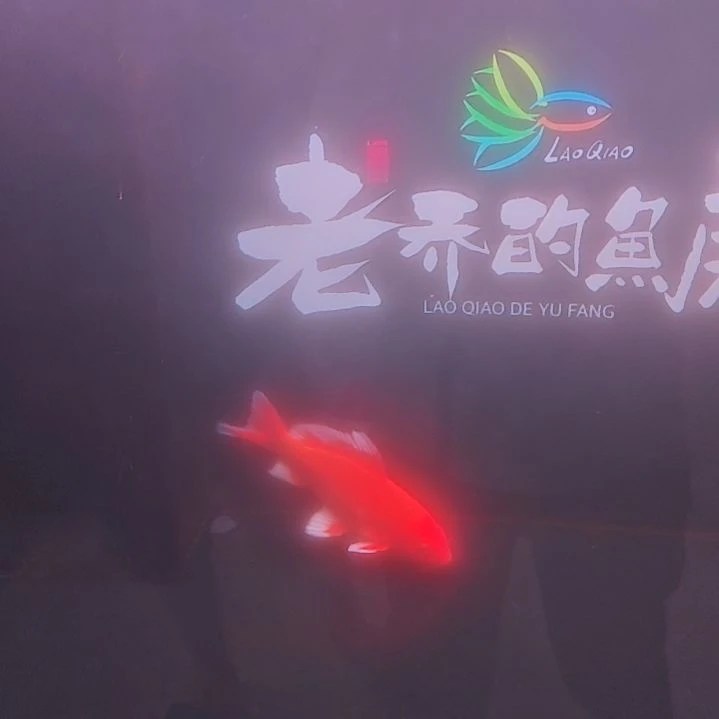 往***风蝴蝶鲤42号缸亚成