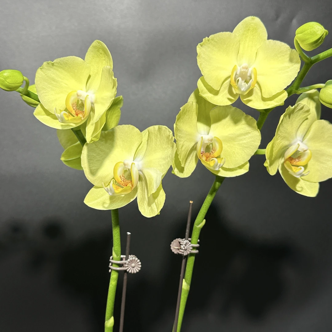 3.5菲拉拉蝴蝶兰双梗一颗，全场两颗起发货