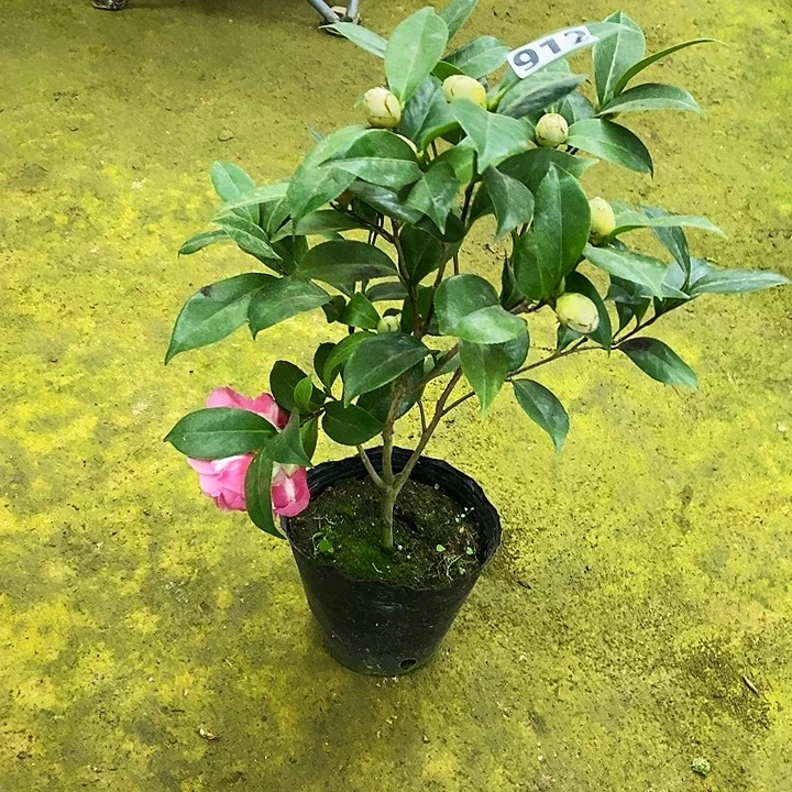 复色乔伊。  茶花。