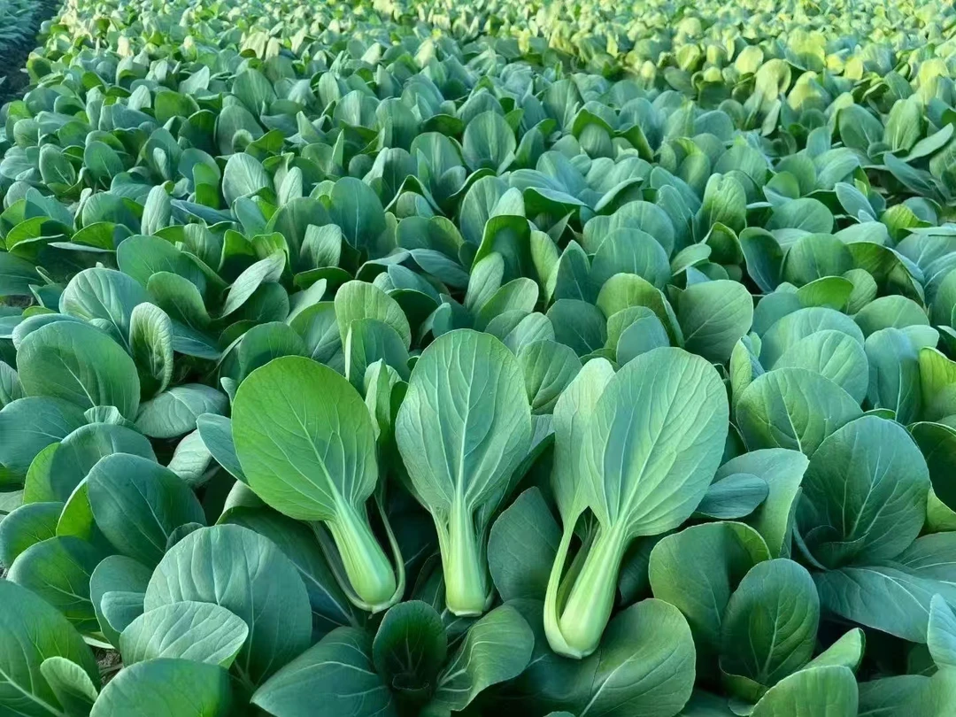 350真菌细菌  一瓶搞定
