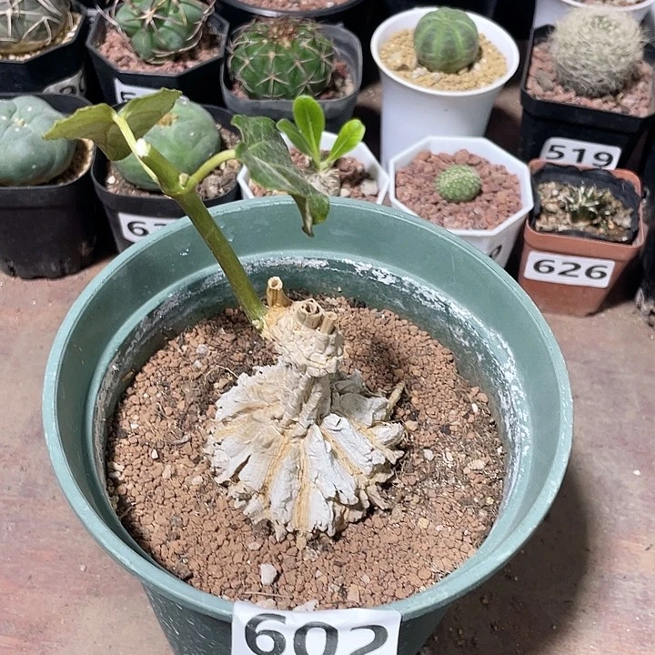 602龟甲箩魔块根，