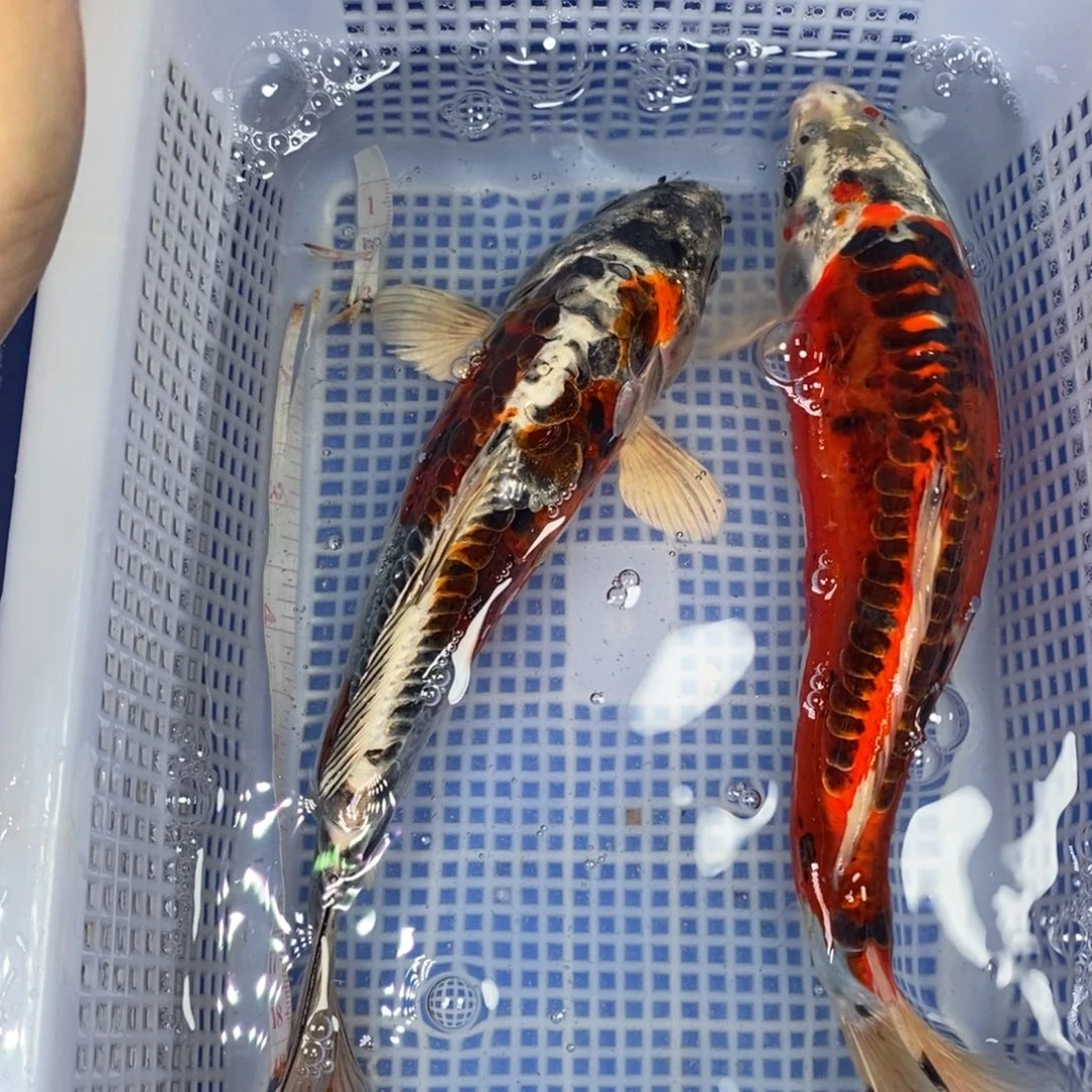 锦鲤冷水锦鲤包邮