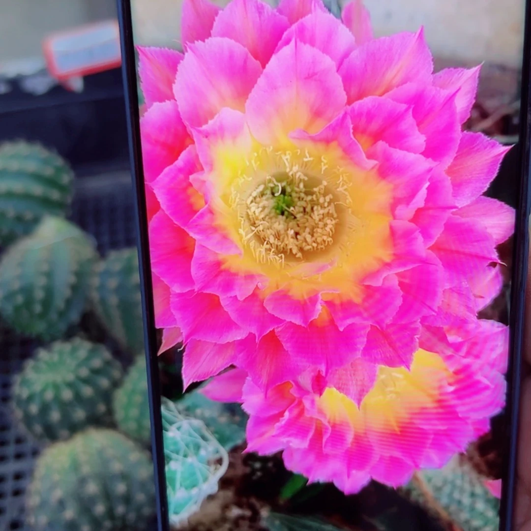 下65彩草新萤火虫歪无根侧芽4公分左右20包邮