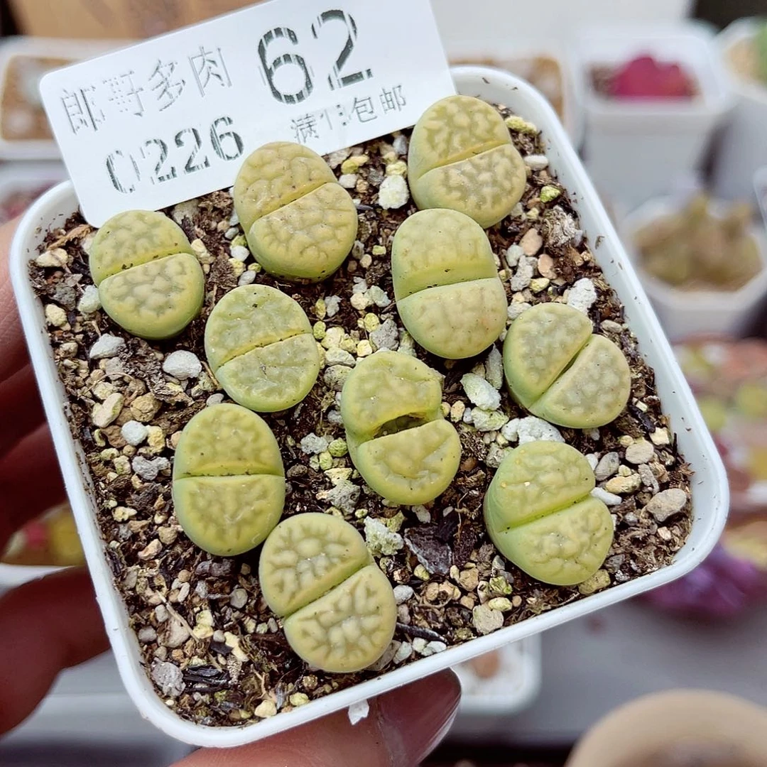 郎哥多肉生石花26-62