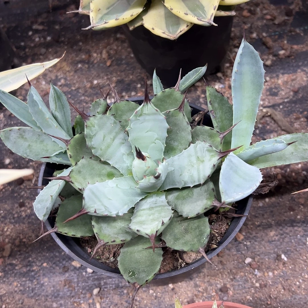 丸叶芭蕾龙舌兰姬芭蕾