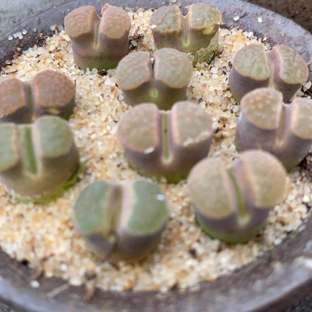 雪花磁铁风铃一颗