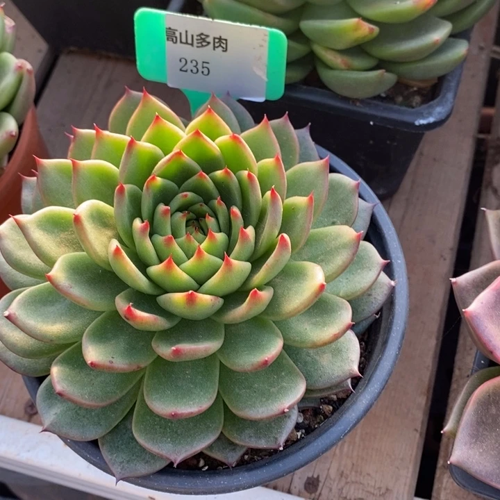 D235- 直播福利 东云