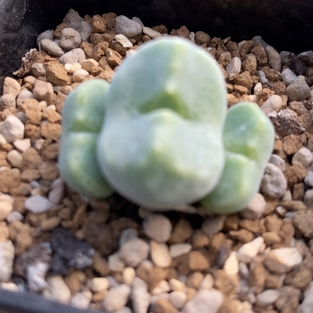 18104鬼脸绿豆糕一颗。