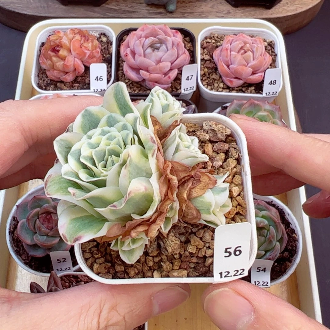 好好看56、哈哈哈哈