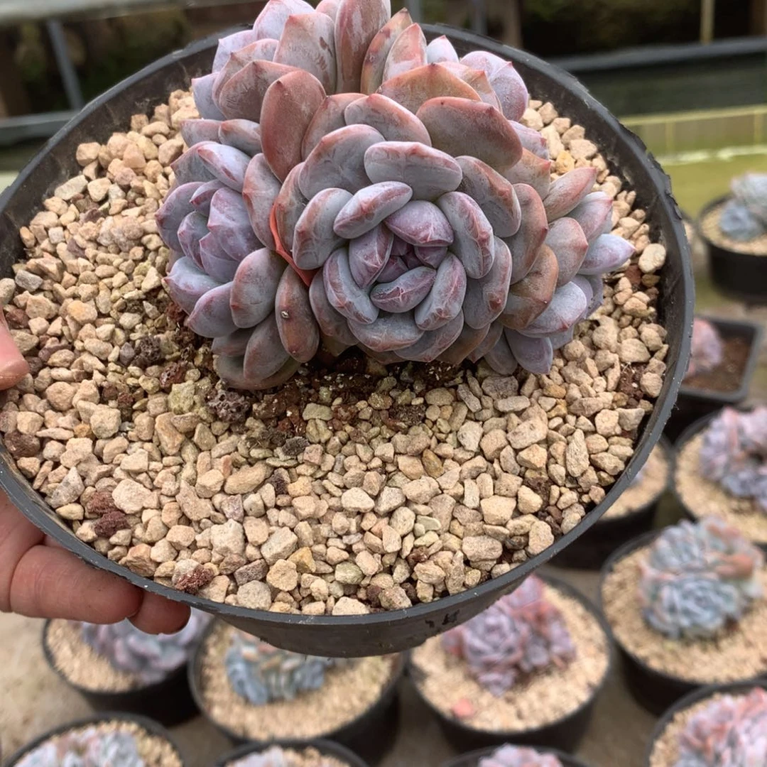 无花朵哈哈哈哈哈哈哈哈哈37