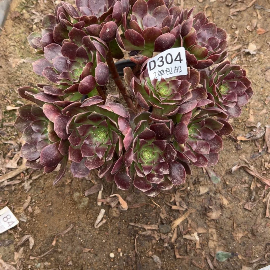 304多肉   赤焰连不包断头