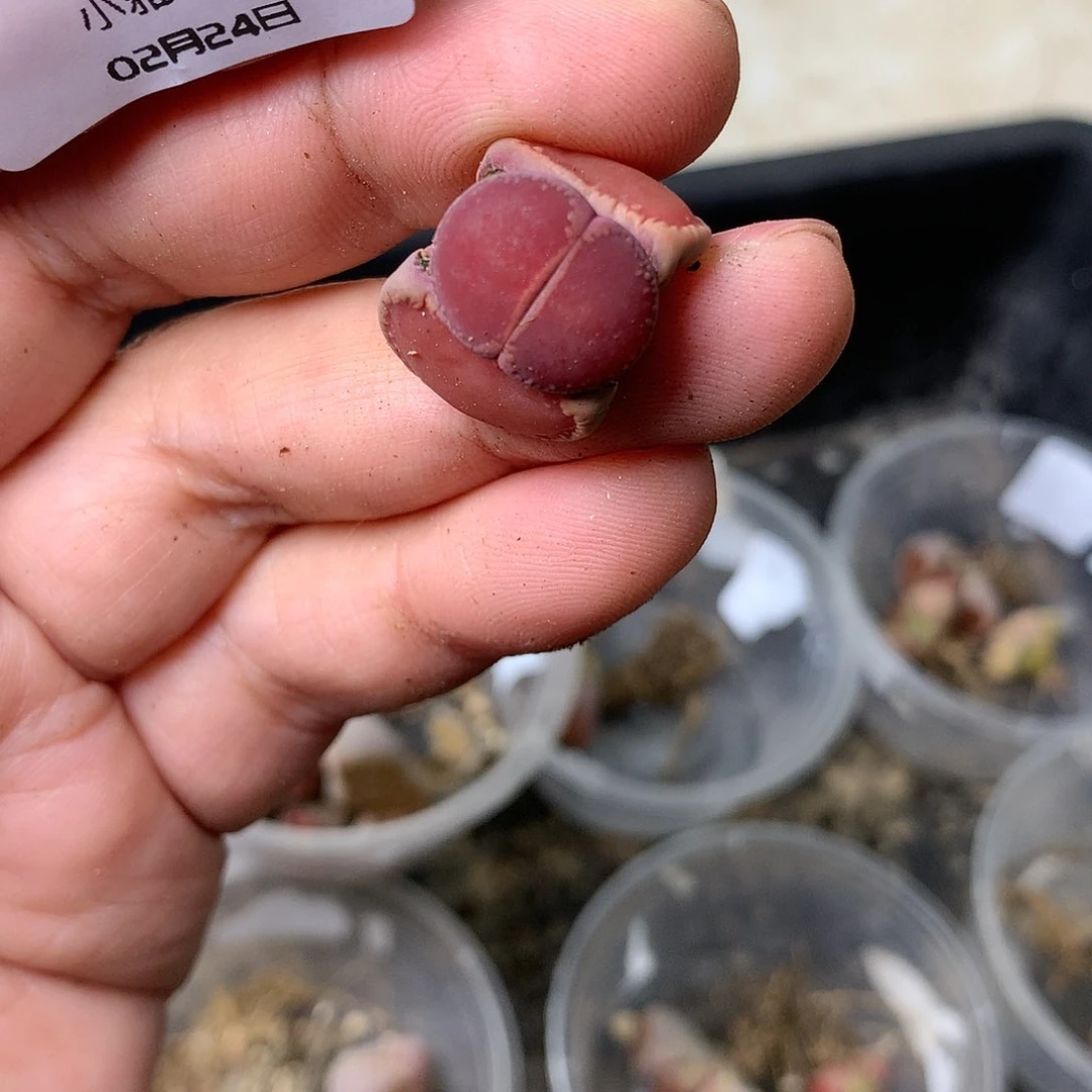 Y32多肉植物保护研究所