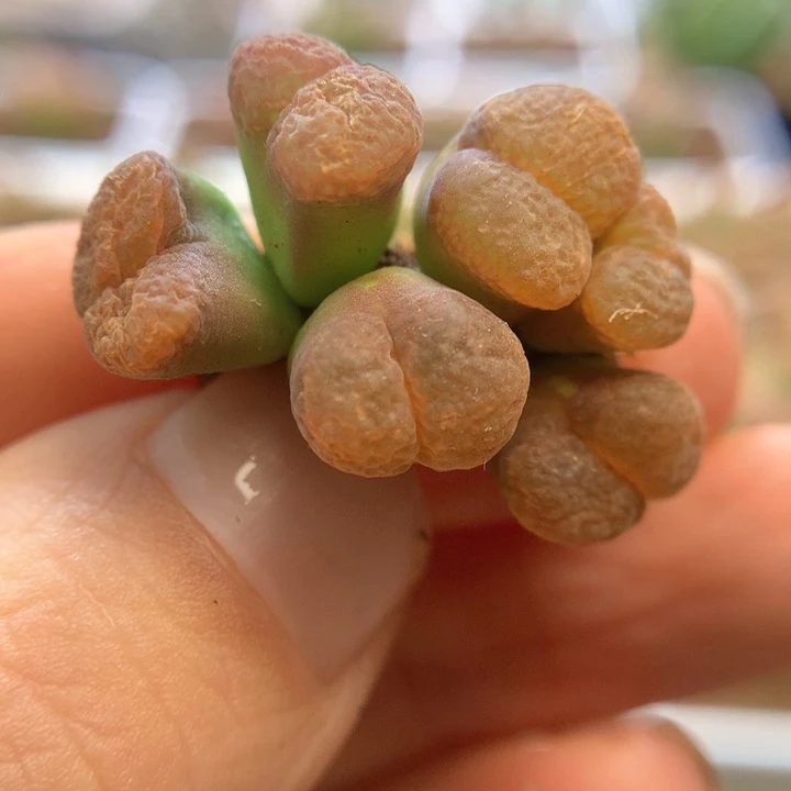 特特特特 肉锥植物