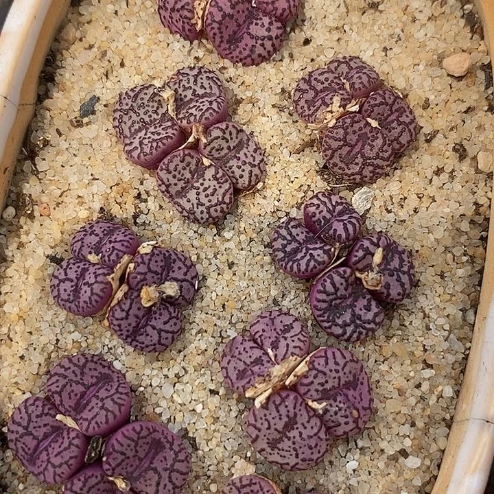 13551四头霓虹安贞一颗