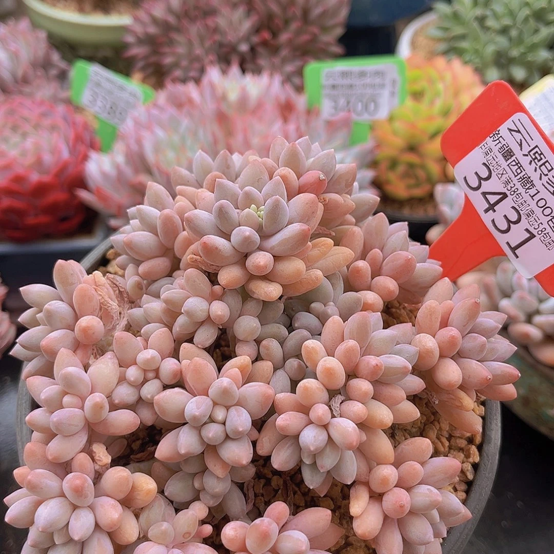 3431星黛露多肉植物