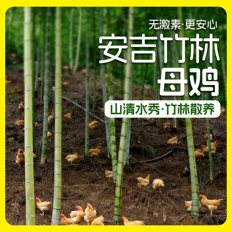 【618活动】安吉竹林母鸡竹林散养8月以上单只950g左右自然觅食
