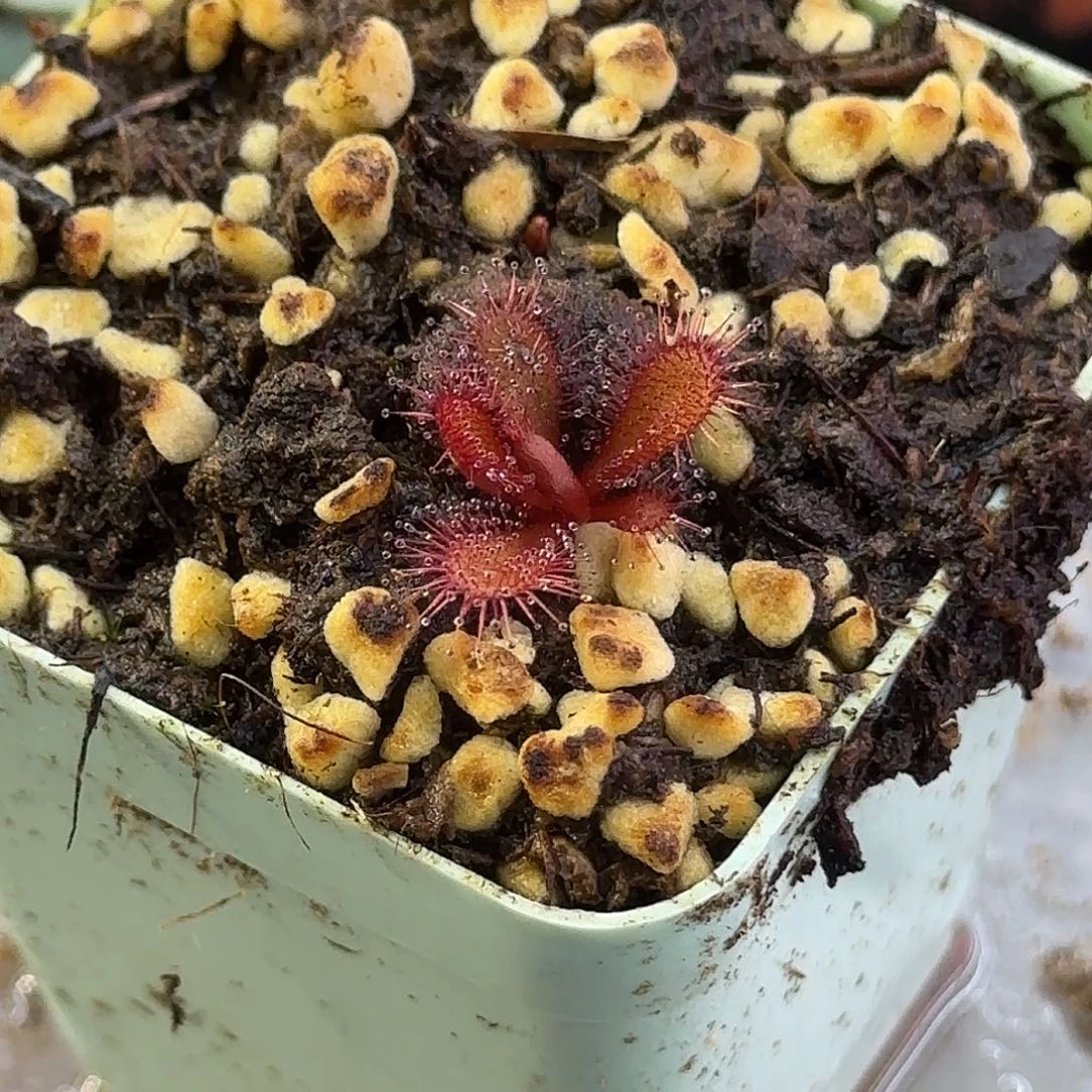 完全开放球茎球根茅