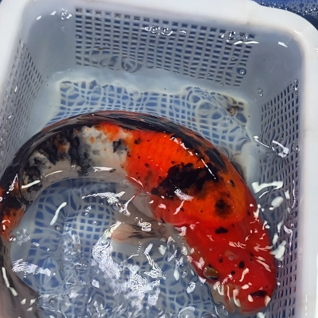 锦鲤冷水锦鲤包邮