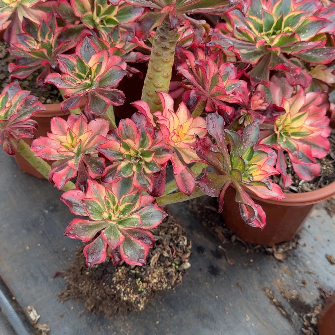 墨***汐576多肉植物魅影多肉