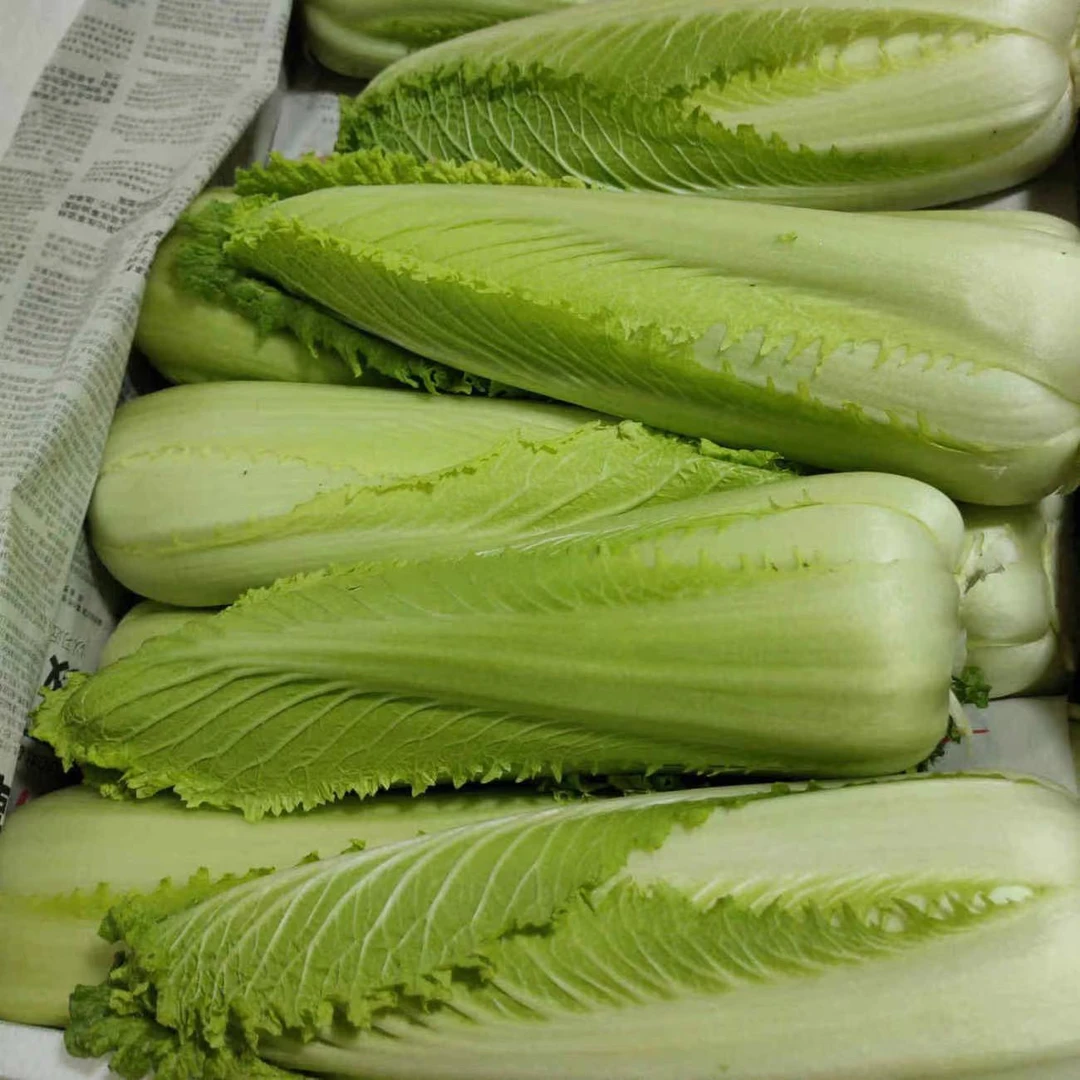 龙芽菜种子龙牙黄白菜大青麻菜种子四季小白菜无筋软糯甜蔬菜种子