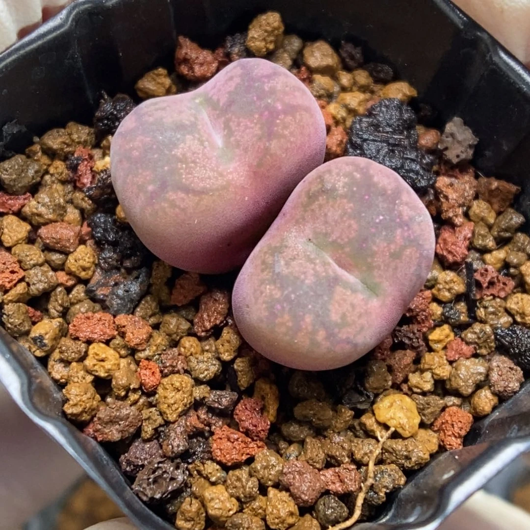 多肉植物肉锥杂交K-078