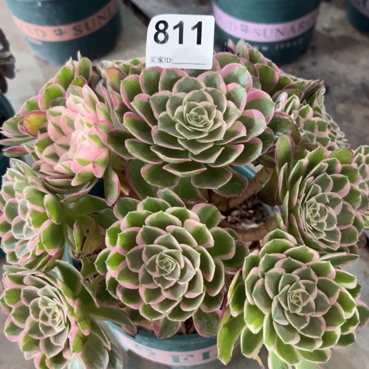 811孔雀翎25厘米半木质