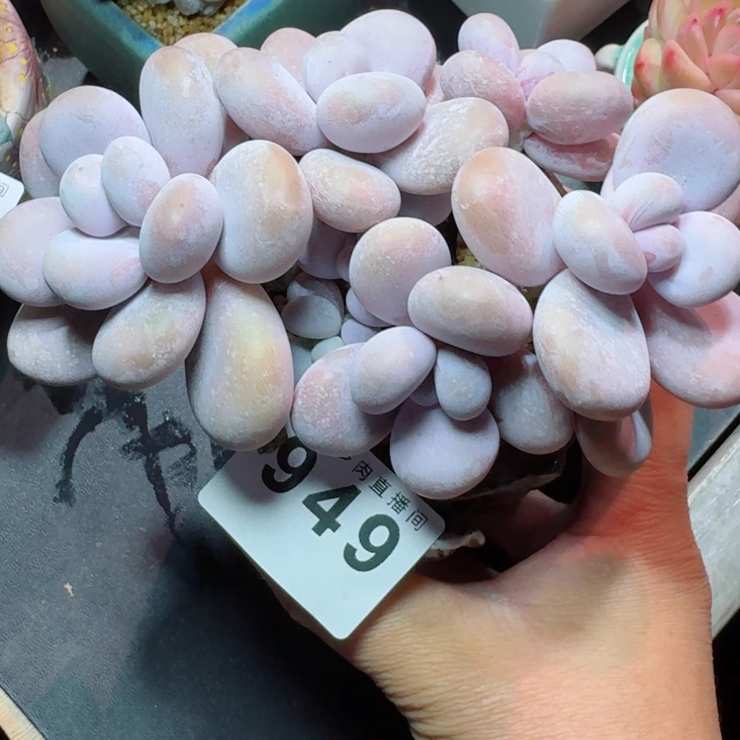 奶酪      愿你一路坦途，乘风破浪展宏图