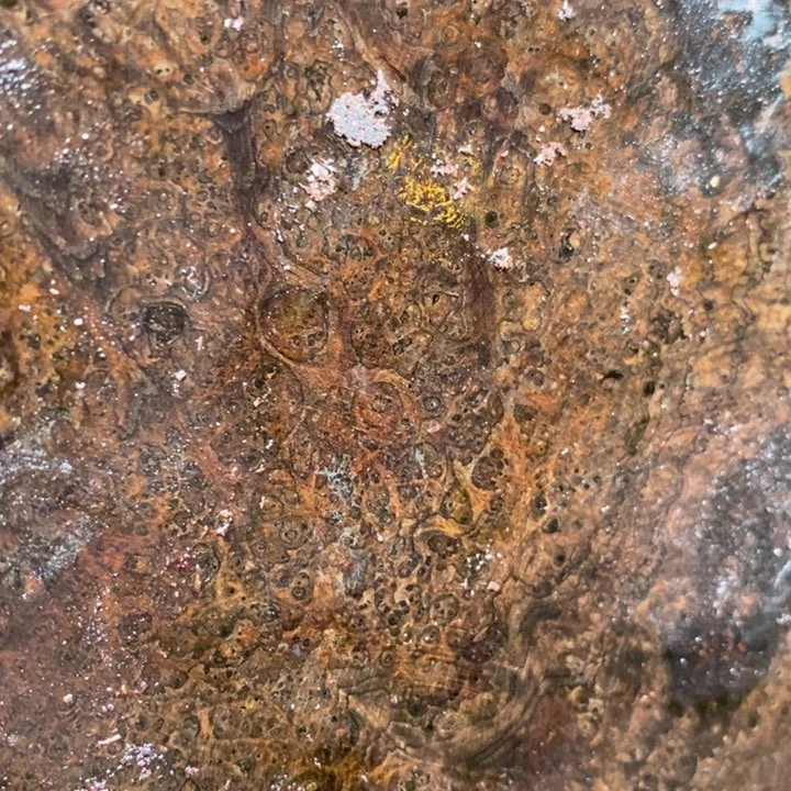 黄花梨/降香黄檀金**~