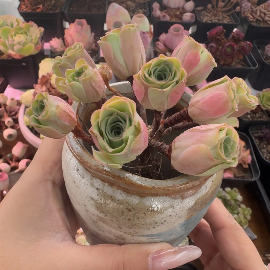 L399半城玫瑰造型桩不含盆土