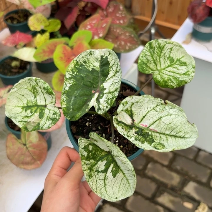 泰国彩叶芋30-071 1