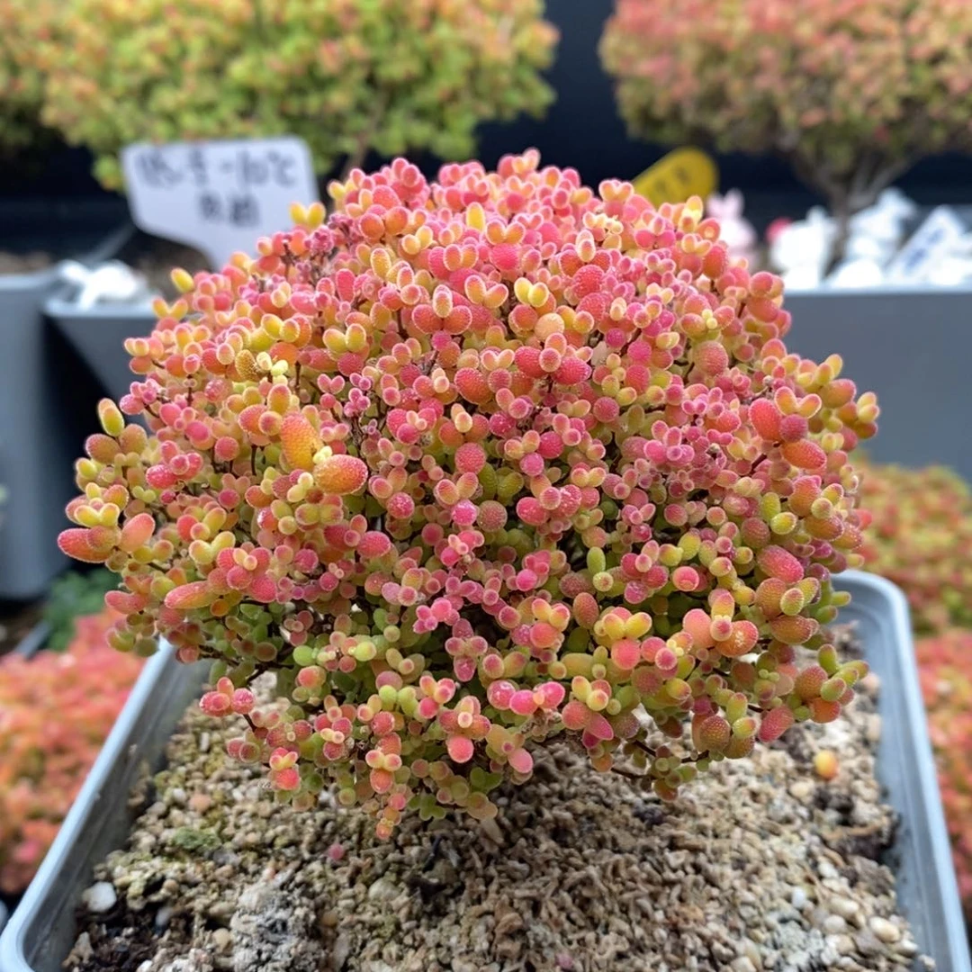 0***。无花朵16号蜜橘糖球枝干