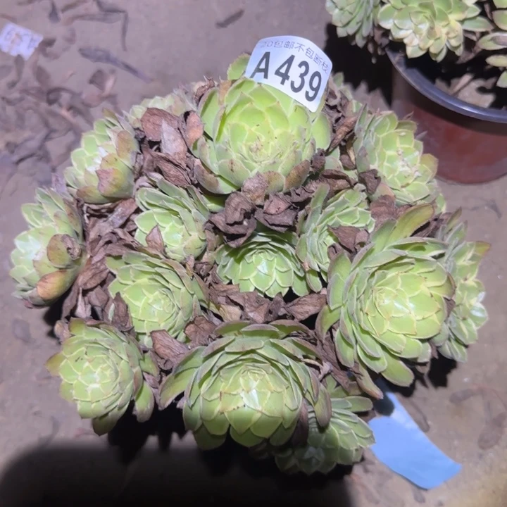 莲花座！不包断枝……多肉植物