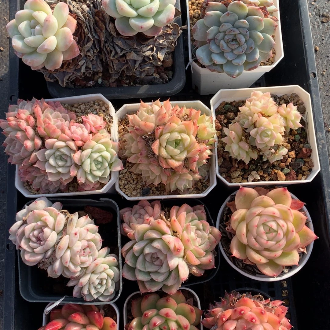 1217-13 套餐一组