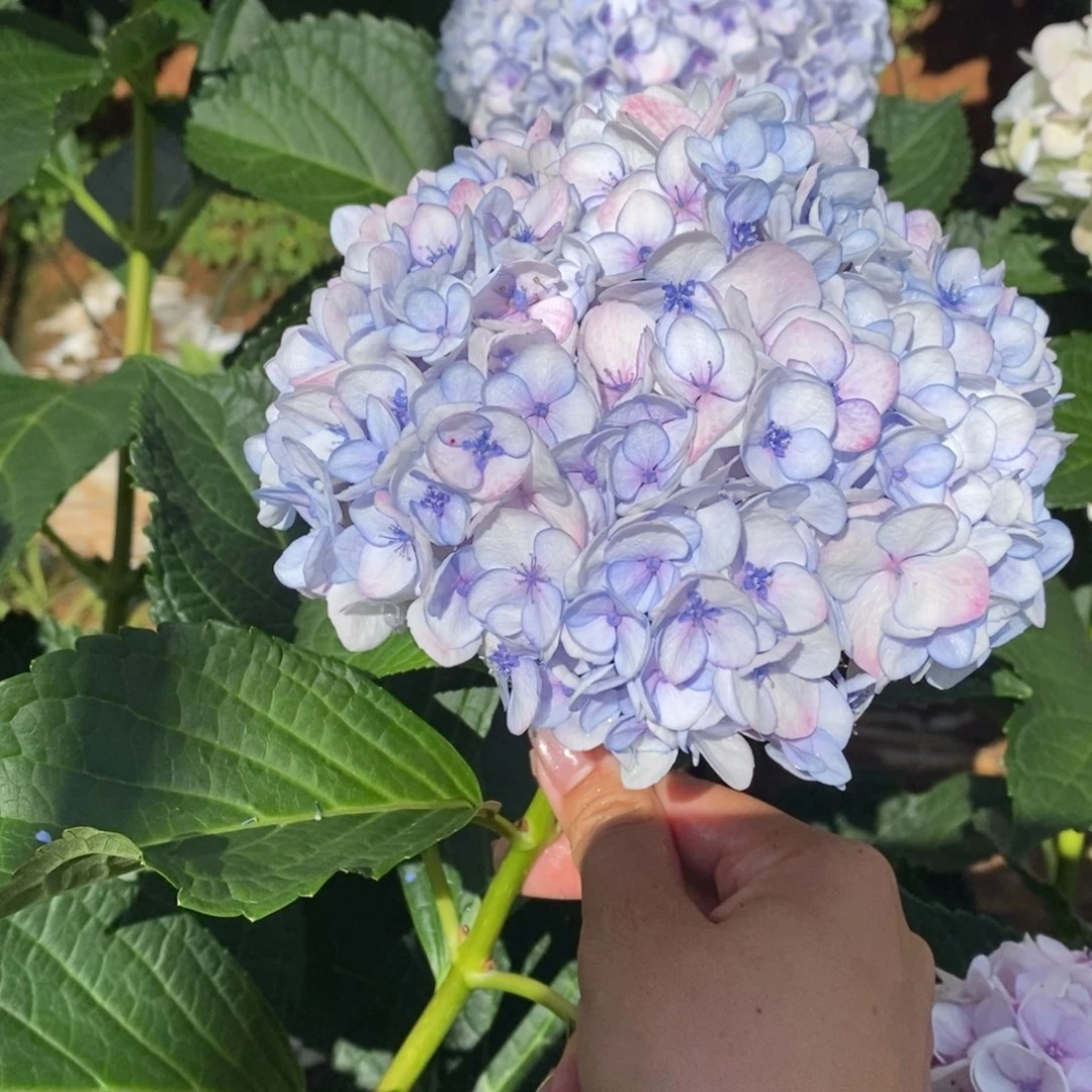 25号绣球/有色差介意勿拍/3单冷链包邮/偏远补运费发德邦空运