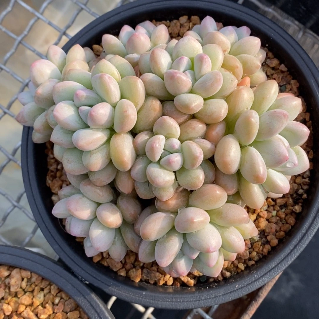 泡泡糖群生一物一拍