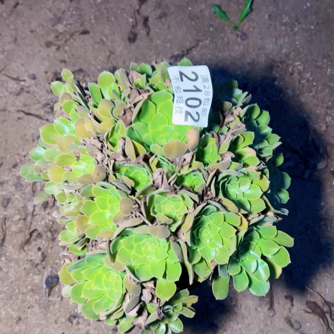 2102流星雨多肉植物法师