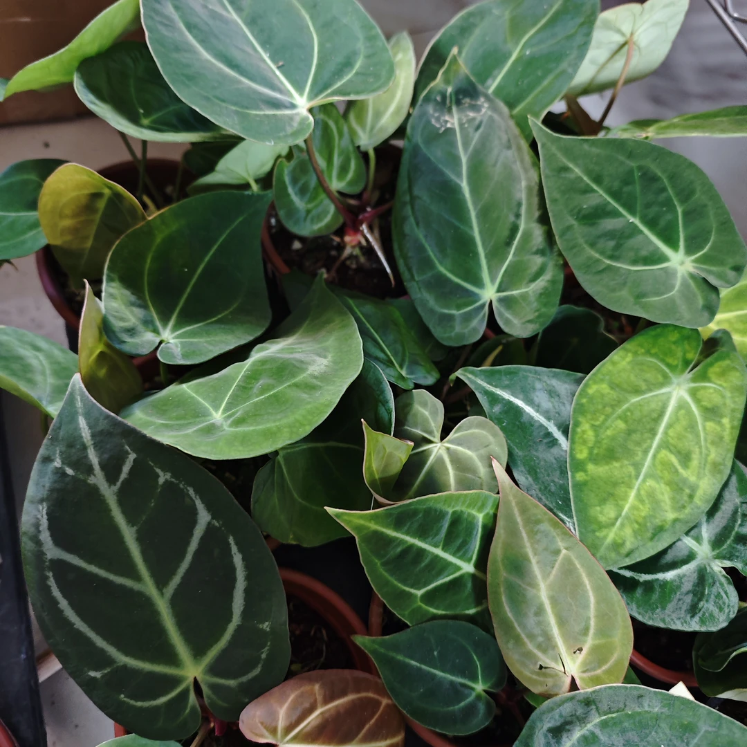 【新疆包邮】水晶花烛杂ins风热带植物风格怪兽
